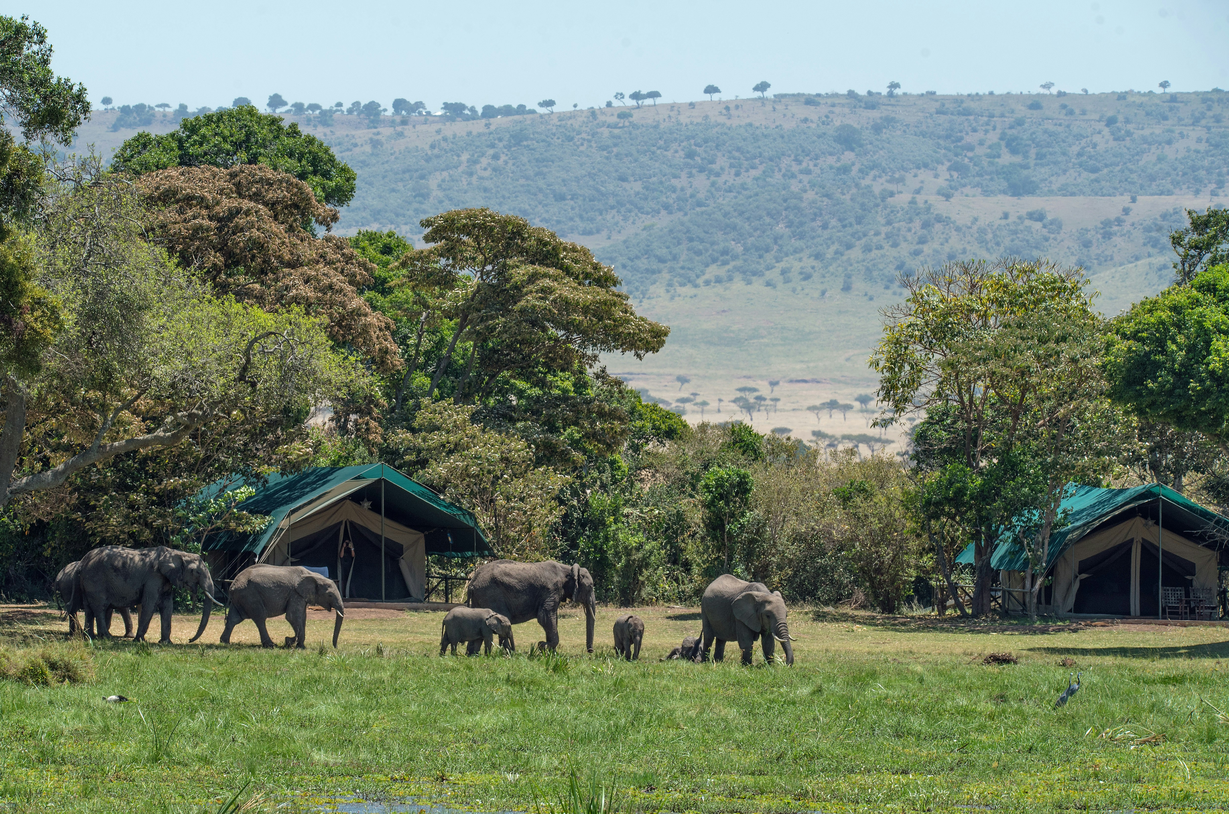 Elephants drinking at a waterhole in Laikipia conservancy