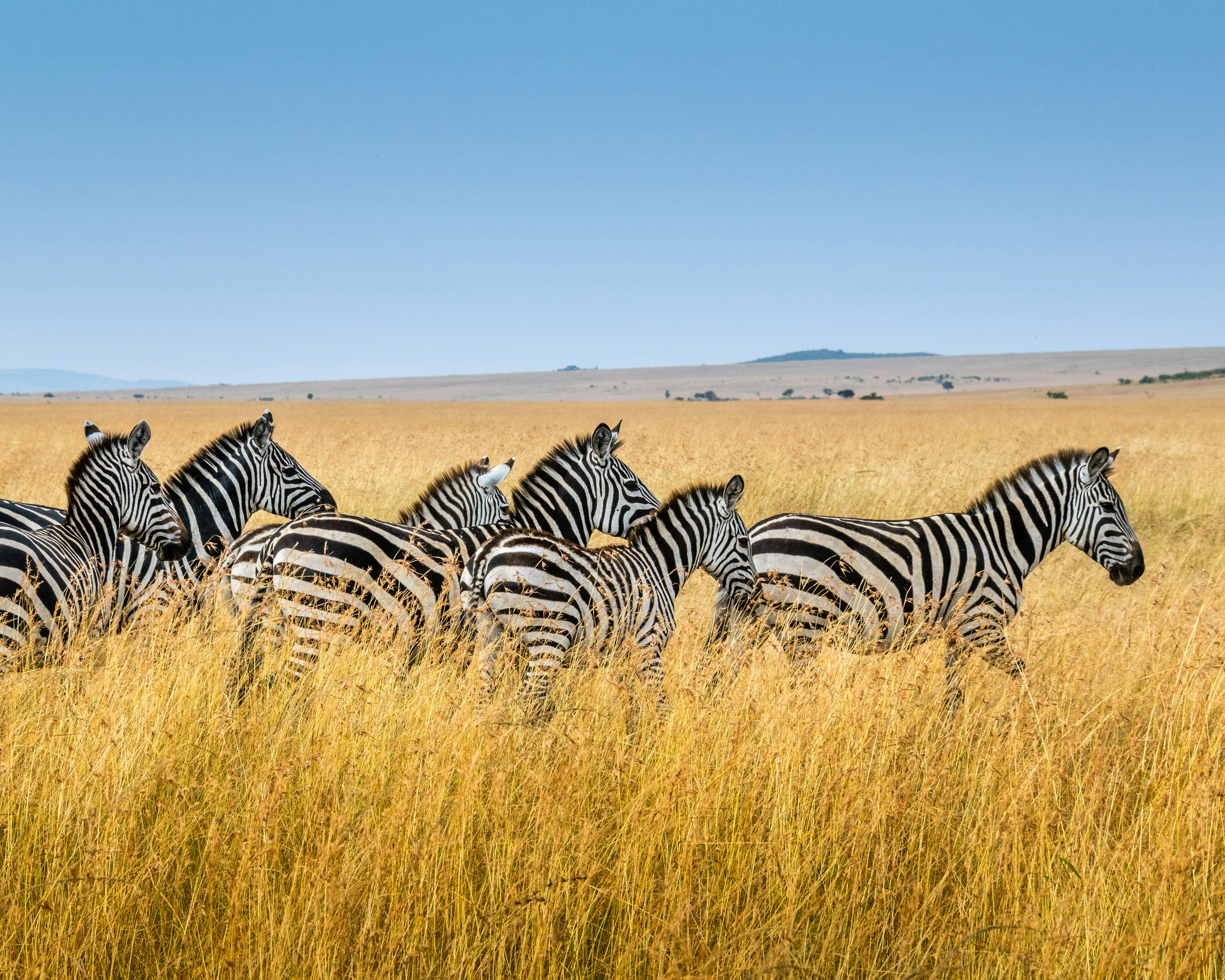 Samburu landscape — a protected wildlife corridor connecting Laikipia and the north